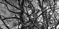 Imagen para el proyecto 07. La ciudad no es un arbol