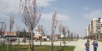 Imagen para el proyecto Parku 1Km, Tirana (Albania)