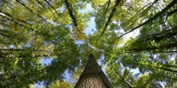 Imagen para el proyecto UG07_ La ciudad no es un árbol