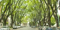 Imagen para el proyecto La ciudad no es un árbol -Christopher Alexander-