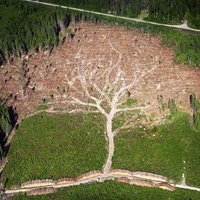 Imagen para la entrada La ciudad no es un árbol. CHr ALEXANDER.