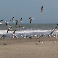 Imagen para la entrada Nuevo puerto verde para Buenos Aires