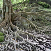 Imagen para la entrada La ciudad no es un arbol - Christopher Alexander