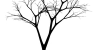 Imagen para el proyecto Diálogo 7 - Christopher Alexander - La ciudad no es un árbol 
