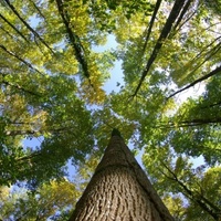 Imagen para la entrada UG07_ La ciudad no es un árbol