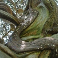 Imagen para la entrada La ciudad no es un arbol