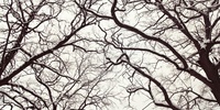 Imagen para el proyecto 04 La ciudad no es un árbol CA